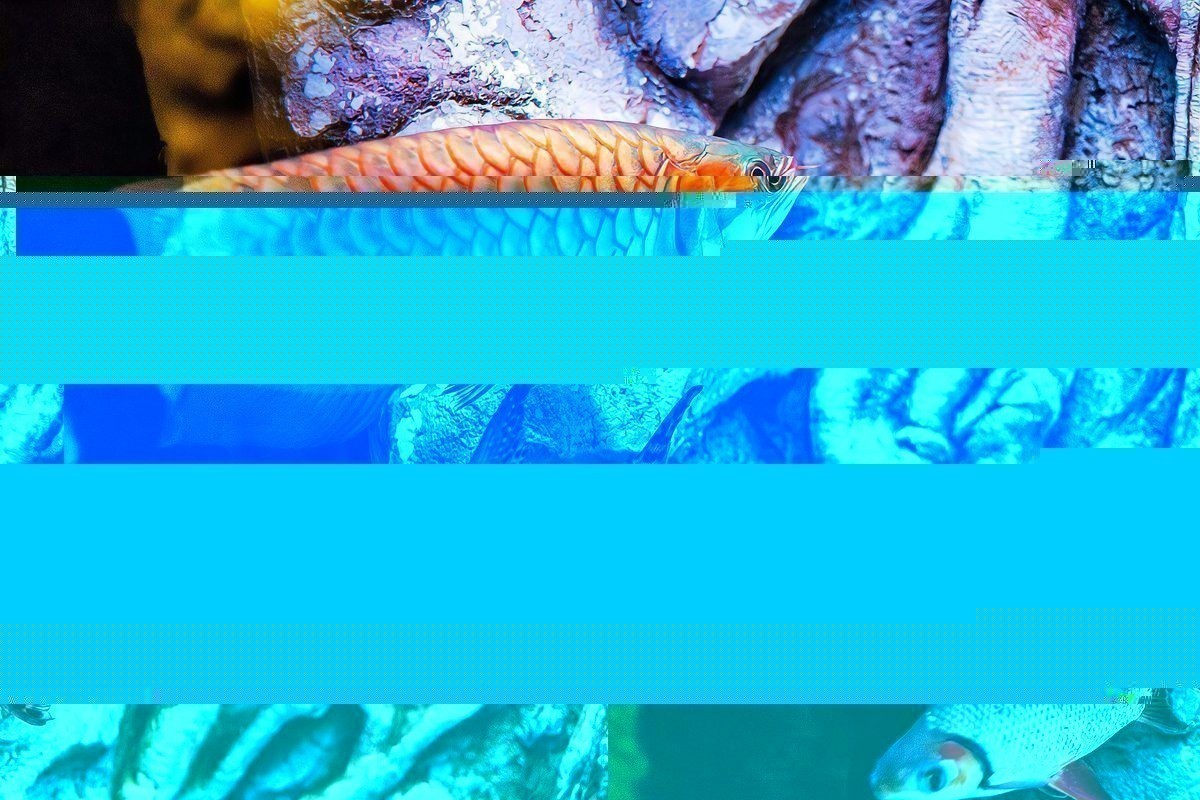 如何判斷號半龍魚的純度？