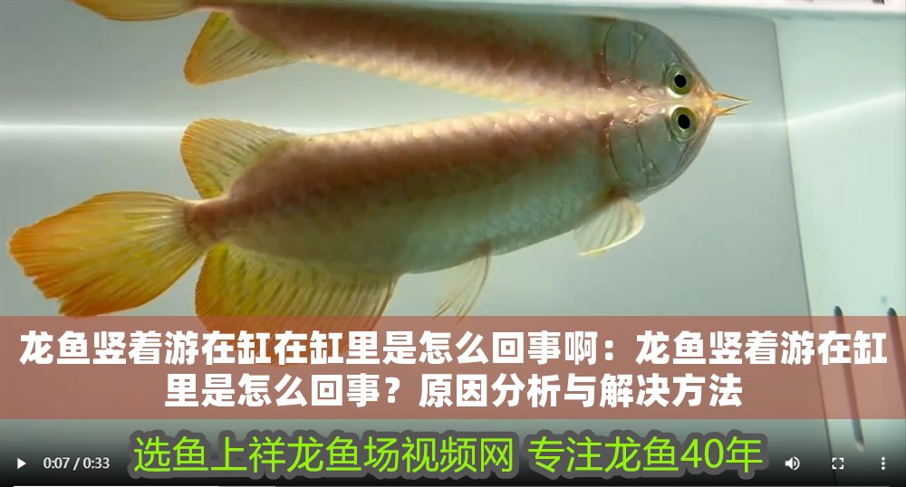 龍魚(yú)豎著游在缸在缸里是怎么回事?。糊堲~(yú)豎著游在缸里是怎么回事？原因分析與解決方法