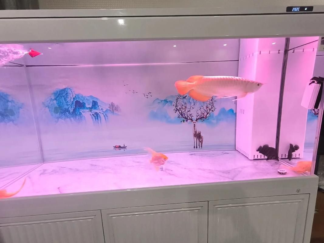 虎鯊能和龍魚混養嗎圖片