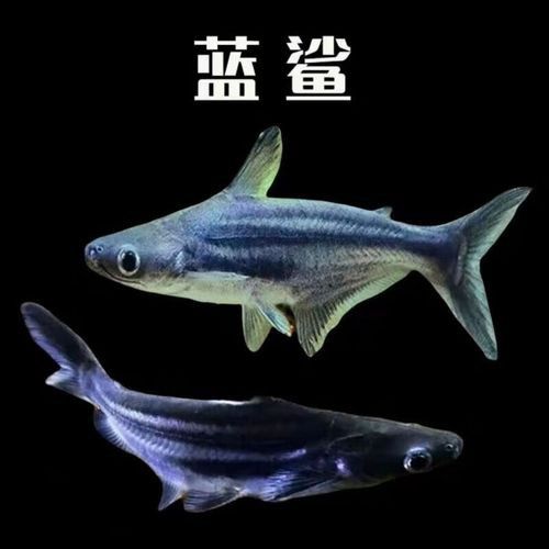 虎鯊能和龍魚混養嗎圖片