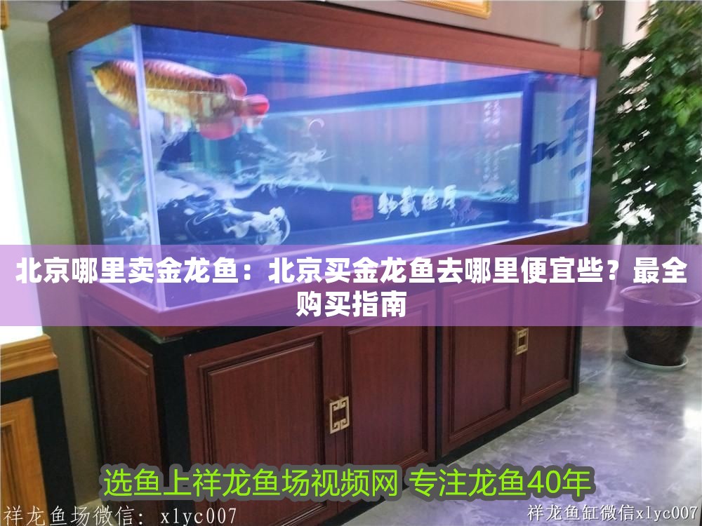 北京哪里賣金龍魚：北京買金龍魚去哪里便宜些？最全購買指南