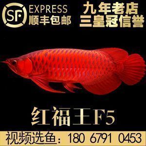 紅龍魚50厘米價(jià)格多少錢一條：50厘米的紅龍魚價(jià)格是多少？