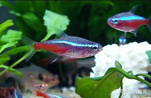 藍龍魚顏色變深