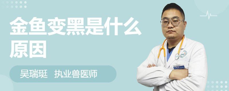 藍龍魚顏色變深