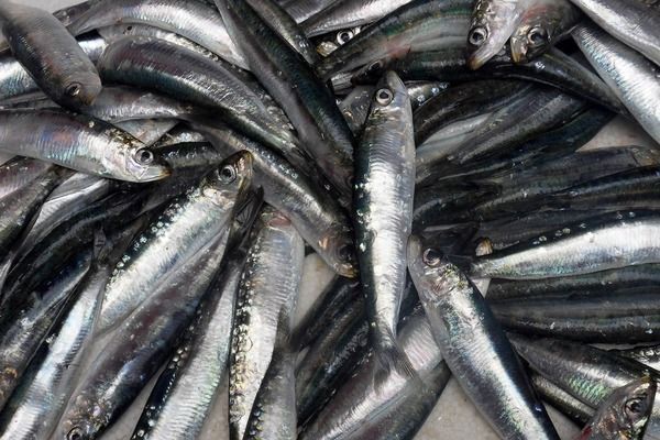 龍魚苗批發市場在哪里啊：佛山南海區龍魚苗批發市場位置詳情：紅龍魚苗批發市場位置詳情