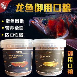 紅龍魚怎么增色好看：紅龍魚怎么增色好看關(guān)鍵在于血統(tǒng)純正的紅龍魚發(fā)色