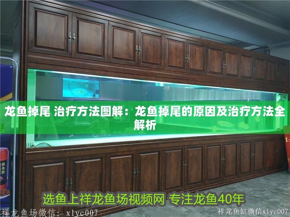 龍魚掉尾 治療方法圖解：龍魚掉尾的原因及治療方法全解析