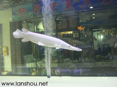 白化幽靈火箭和金龍魚混養(yǎng)：白化幽靈火箭和金龍魚可以混養(yǎng)嗎
