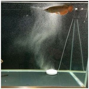 龍魚缸不打氧氣可以嗎：龍魚缸不打氧氣可以嗎？