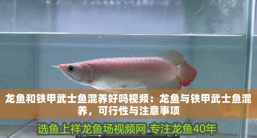 龍魚和鐵甲武士魚混養(yǎng)好嗎視頻：龍魚與鐵甲武士魚混養(yǎng)，可行性與注意事項(xiàng)