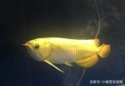 龍魚有點趴缸什么原因：龍魚有點趴缸什么原因龍魚有點趴缸什么原因