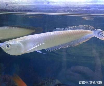 龍魚有點趴缸什么原因：龍魚有點趴缸什么原因龍魚有點趴缸什么原因