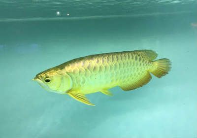 金龍魚的價值在哪里？：金龍魚的價值主要體現在以下幾個方面：金龍魚的價值在哪里