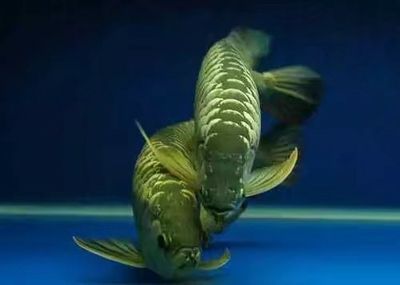 養龍魚有必要加維生素嗎（養龍魚時，維生素添加有必要嗎？）