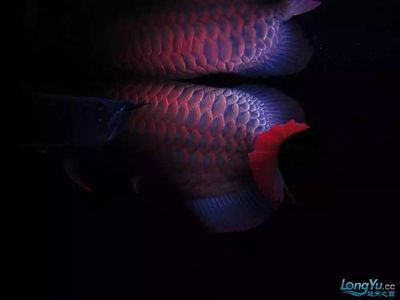 養龍魚有必要加維生素嗎（養龍魚時，維生素添加有必要嗎？）