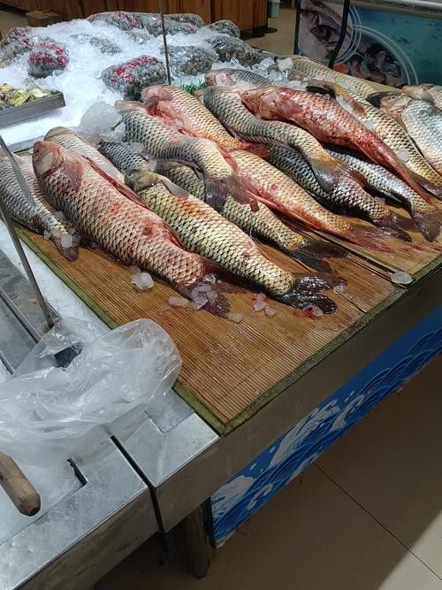 開封龍魚出售價(jià)格多少