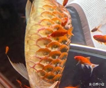 開封龍魚出售價(jià)格多少