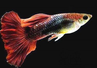龍魚是風水魚風水是什么：龍魚混養的風水寓意解析 龍魚是風水魚風水是什么：龍魚混養的風水寓意解析 龍魚百科 第5張