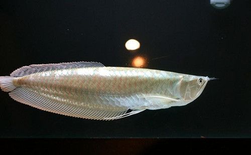 銀龍魚的外觀特點：銀龍魚是一種美麗且受歡迎的觀賞魚