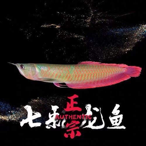 招財(cái)龍魚圖片欣賞