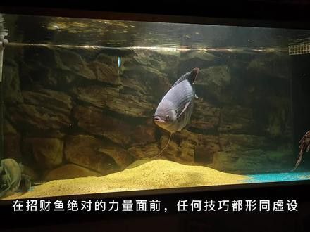 招財(cái)龍魚圖片欣賞