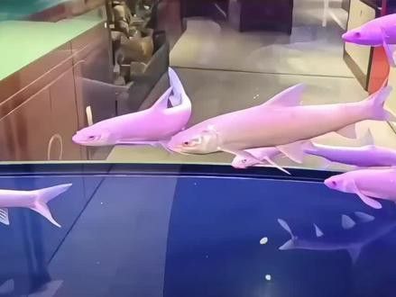 招財(cái)龍魚圖片欣賞