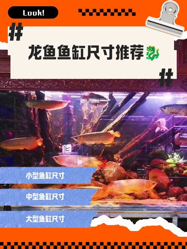 龍鳳魚適合多大的魚缸？