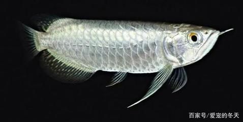 龍魚(yú)得病的表現(xiàn)，龍魚(yú)常見(jiàn)疾病有哪些