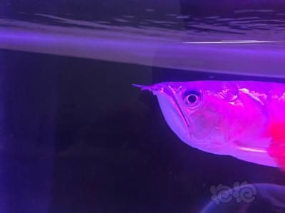 龍魚(yú)得病的表現(xiàn)，龍魚(yú)常見(jiàn)疾病有哪些