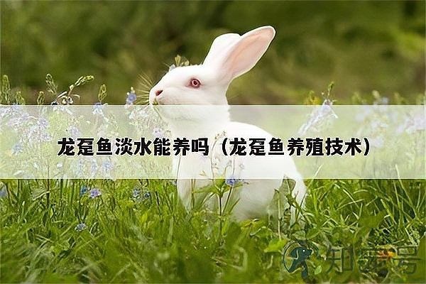 龍躉的繁殖成功率有多高？