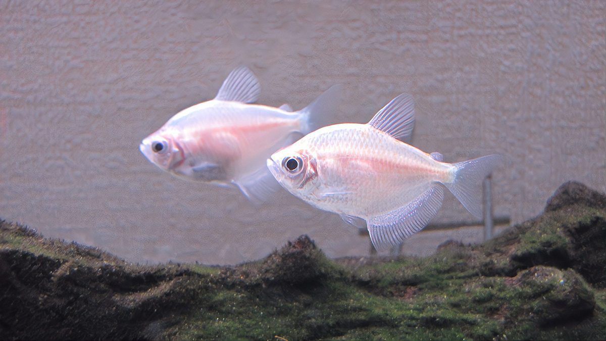 腹水魚還能救活嗎？