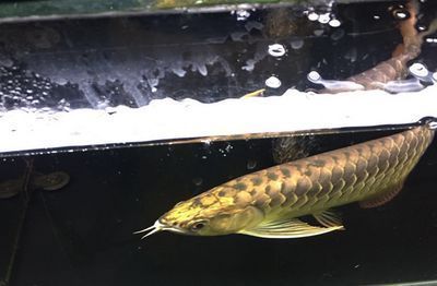 龍魚總咬別的魚怎么解決方法圖片：龍魚咬其他魚怎么辦