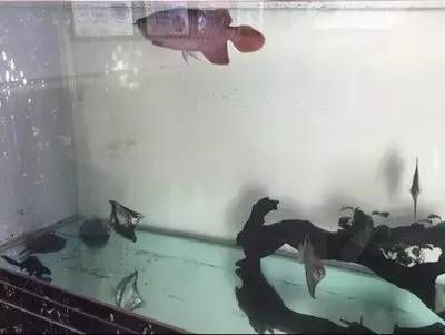 龍魚用什么過濾器材最好使：如何選擇適合龍魚的濾材,龍魚缸過濾效果檢測技巧