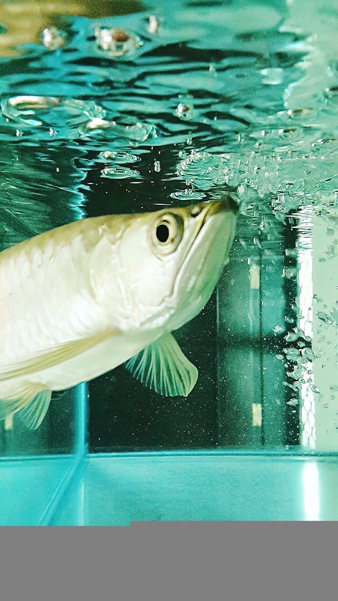 龍魚立鱗最怕三個藥物