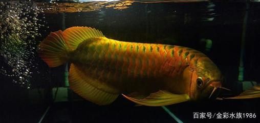 紅龍魚怎么喂食視頻教程大全圖片（紅龍魚怎么喂食視頻教程大全圖片下載）