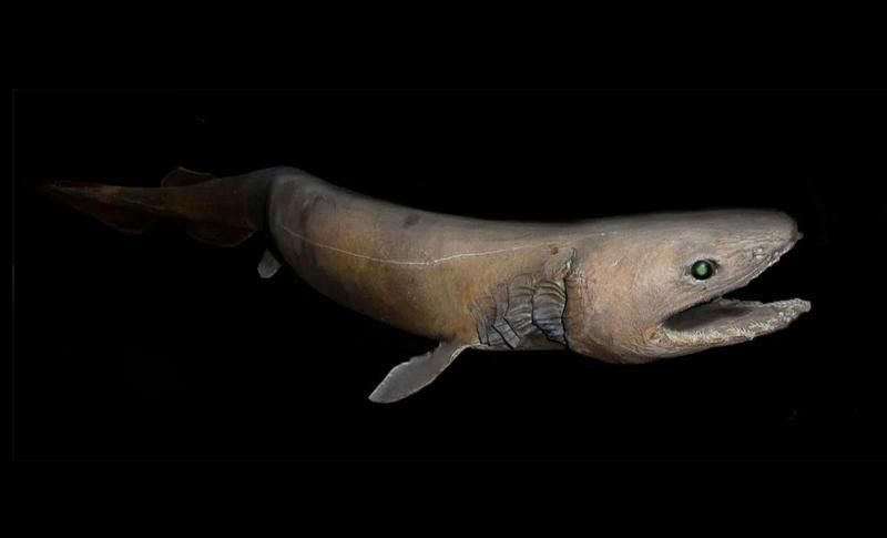 有沒有其他類似鱷魚恐龍王魚的遠(yuǎn)古魚類？