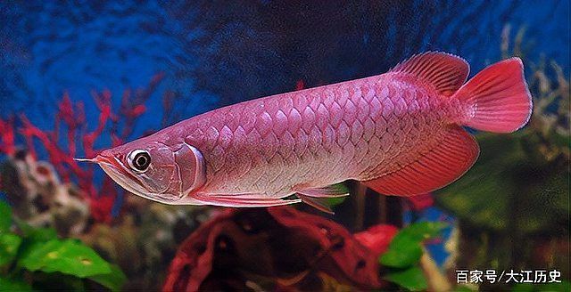 有沒有其他類似鱷魚恐龍王魚的遠(yuǎn)古魚類？