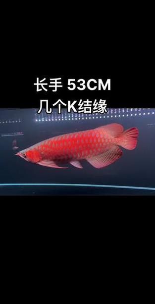 如何區(qū)分綠皮和藍(lán)底辣椒紅龍？