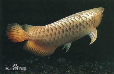 龍魚產(chǎn)地是哪里，亞馬遜龍魚與東南亞龍魚區(qū)別，泰國龍魚品種有哪些
