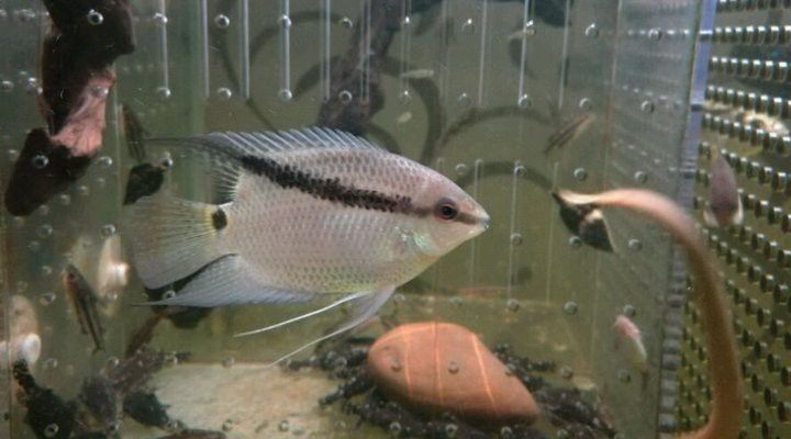 胭脂孔雀龍能不能和龍魚混養(yǎng)呢圖片大全