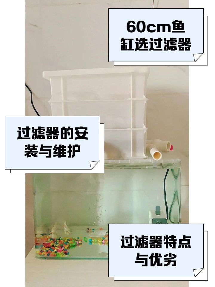 60cm紅龍魚需要多大的過濾系統？