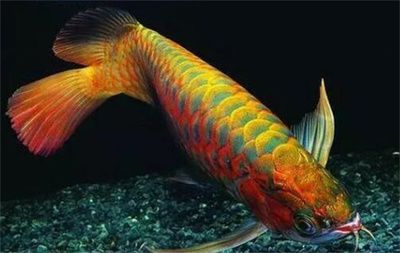 龍魚(yú)鱗囊的位置(關(guān)于龍魚(yú)鱗囊的知識(shí)) 龍魚(yú)百科 第3張 龍魚(yú)鱗囊的位置(關(guān)于龍魚(yú)鱗囊的知識(shí)) 龍魚(yú)鱗囊的位置(關(guān)于龍魚(yú)鱗囊的知識(shí)) 龍魚(yú)百科 第3張