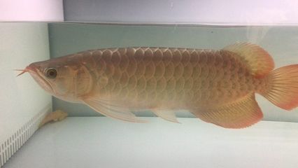 龍魚(yú)鱗囊的位置(關(guān)于龍魚(yú)鱗囊的知識(shí)) 龍魚(yú)百科 第5張 龍魚(yú)鱗囊的位置(關(guān)于龍魚(yú)鱗囊的知識(shí)) 龍魚(yú)鱗囊的位置(關(guān)于龍魚(yú)鱗囊的知識(shí)) 龍魚(yú)百科 第5張