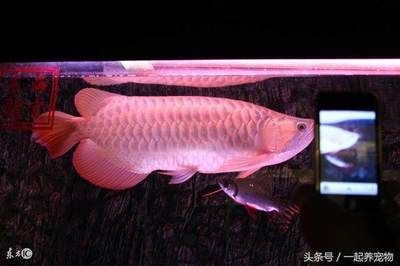 龍魚胃袋需要升溫：龍魚吐胃袋怎么辦