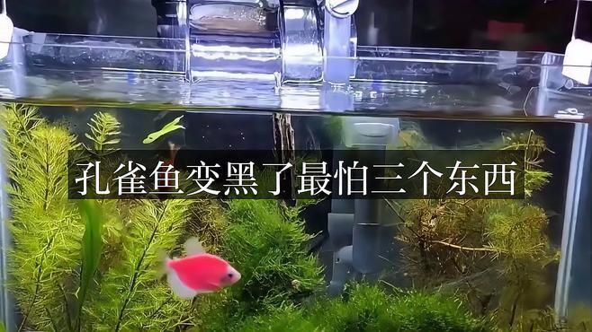 孔雀魚眼睛全黑最怕三個東西
