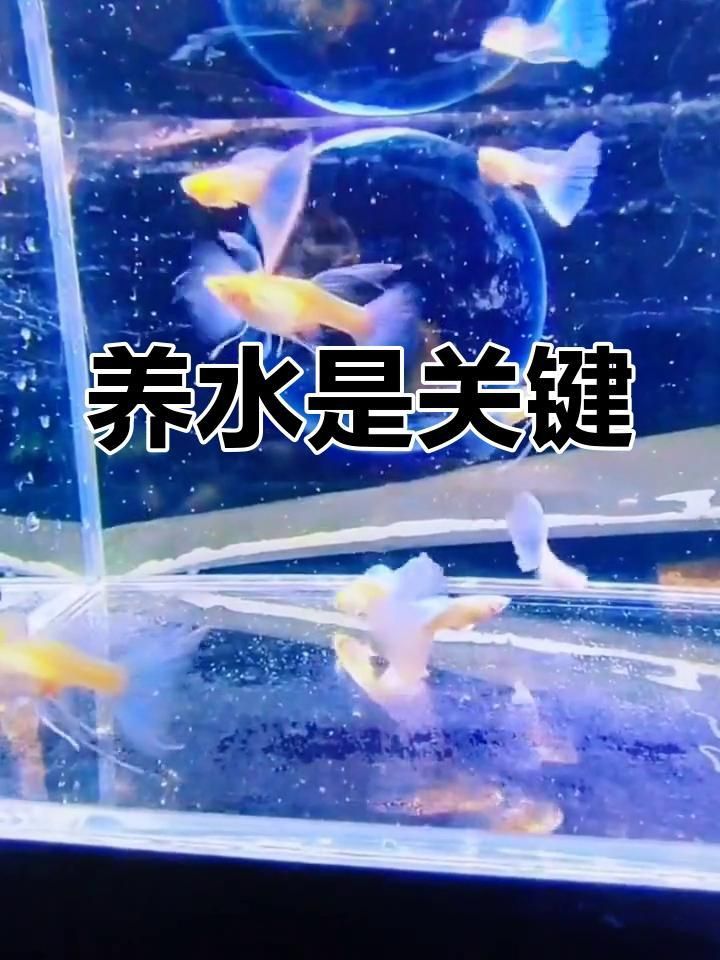 孔雀魚眼睛全黑最怕三個東西