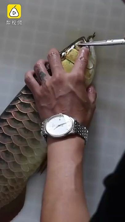 龍魚爛尾手術費用大概是多少？