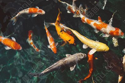 龍魚爛尾是什么原因引起的呢：龍魚爛尾可能由水質(zhì)問題、飼養(yǎng)環(huán)境、飲食不當(dāng)、疾病因素引起