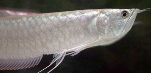 怎樣訓(xùn)練銀龍魚的膽子(如何訓(xùn)練銀龍魚的膽子) 龍魚百科 第2張 怎樣訓(xùn)練銀龍魚的膽子(如何訓(xùn)練銀龍魚的膽子) 怎樣訓(xùn)練銀龍魚的膽子(如何訓(xùn)練銀龍魚的膽子) 龍魚百科 第2張