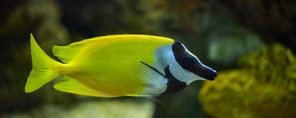 怎樣訓(xùn)練銀龍魚的膽子(如何訓(xùn)練銀龍魚的膽子) 龍魚百科 第3張 怎樣訓(xùn)練銀龍魚的膽子(如何訓(xùn)練銀龍魚的膽子) 怎樣訓(xùn)練銀龍魚的膽子(如何訓(xùn)練銀龍魚的膽子) 龍魚百科 第3張